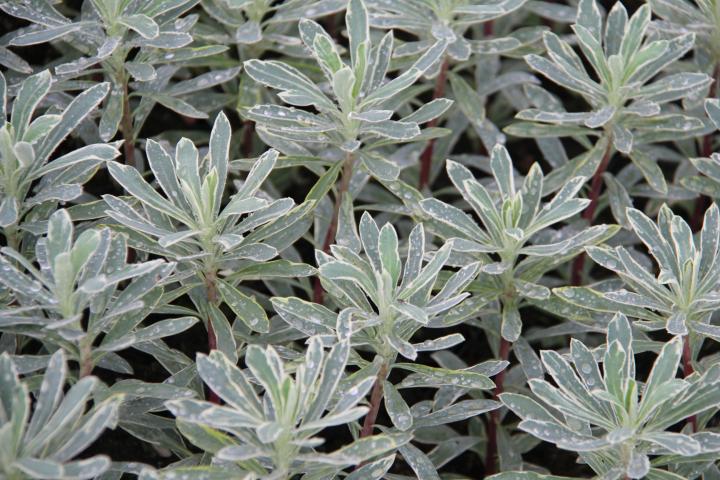 Euphorbia characias 'Silver Edge'
