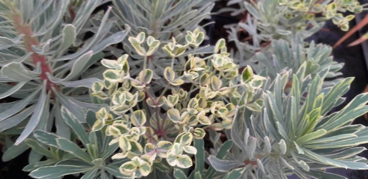 Euphorbia characias 'Silver Edge'