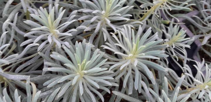 Euphorbia characias 'Shorty'