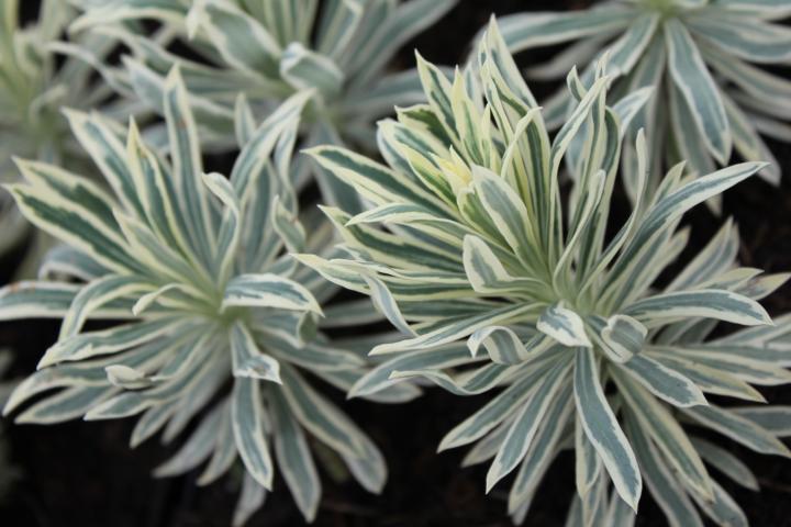 Euphorbia characias 'Tasmanian Tiger' PBR
