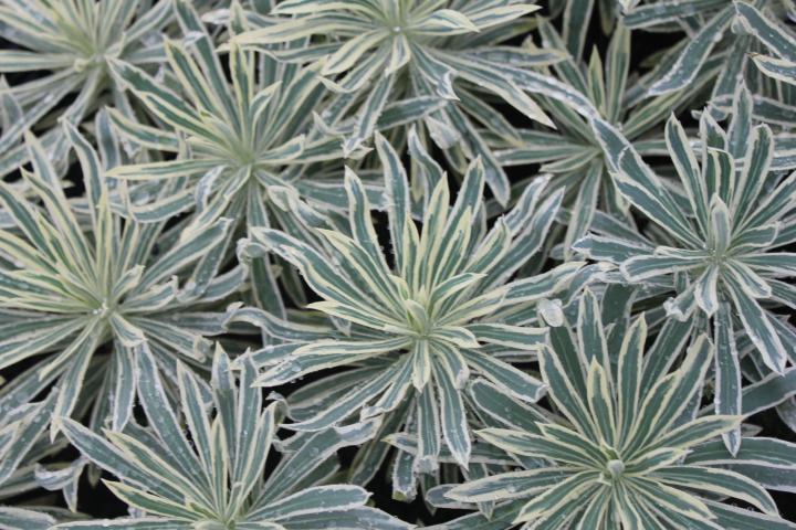 Euphorbia characias 'Tasmanian Tiger' PBR