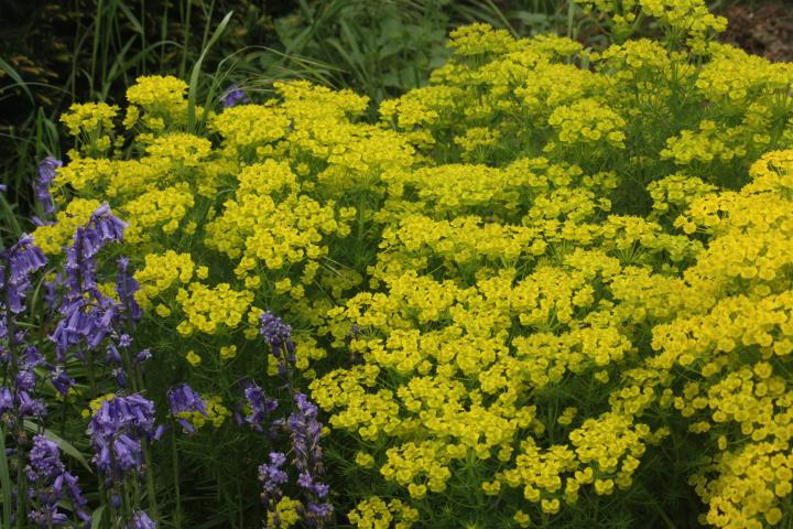 Euphorbia cyparissias