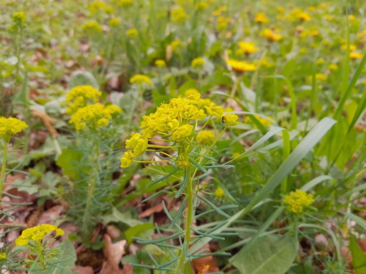 Euphorbia cyparissias