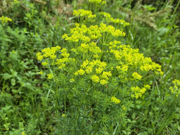 Euphorbia cyparissias