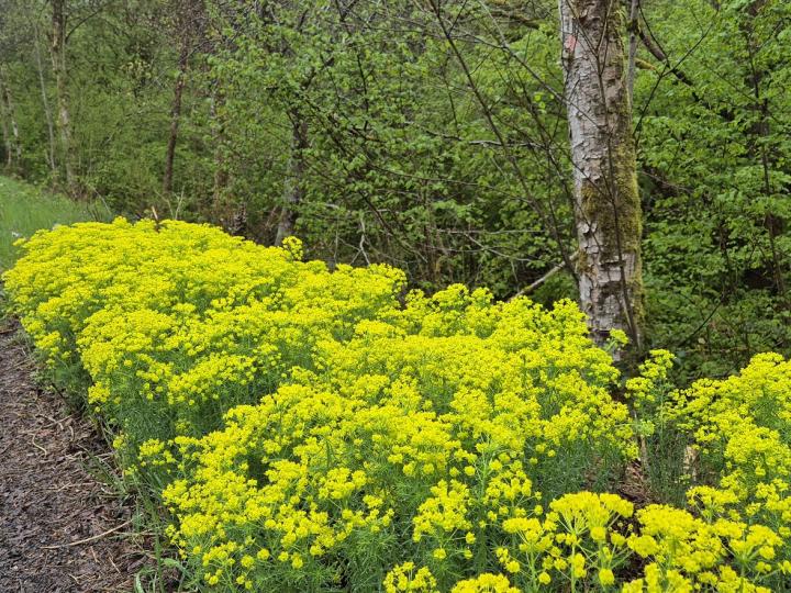 Euphorbia cyparissias