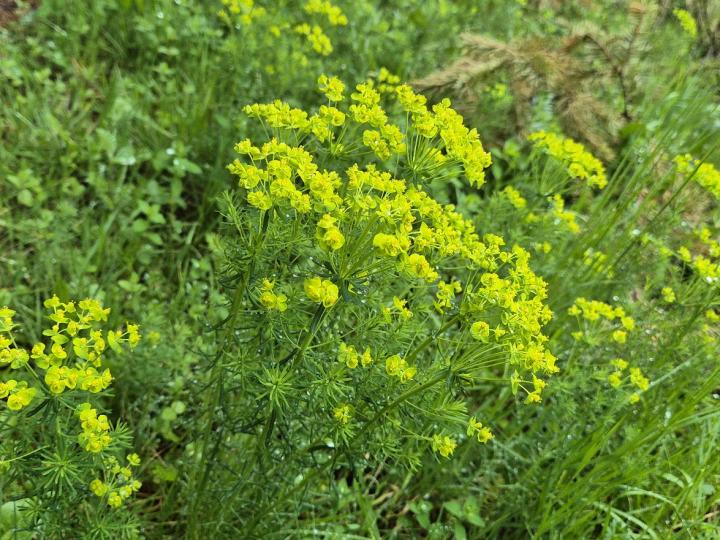 Euphorbia cyparissias