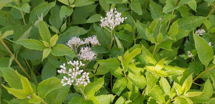 Eupatorium fistulosum 'Bartered Bride'
