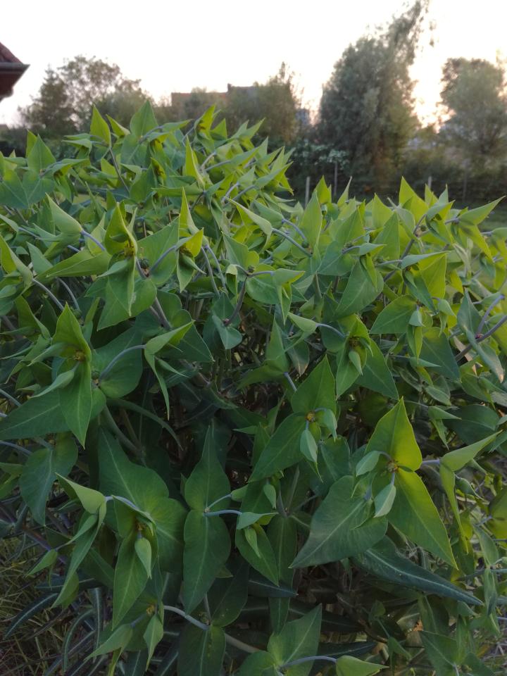 Euphorbia lathyris