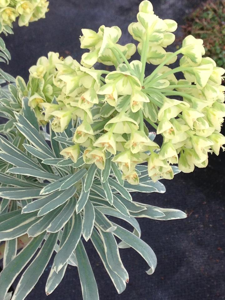 Euphorbia martinii (x) 'Ascot Rainbow' PBR