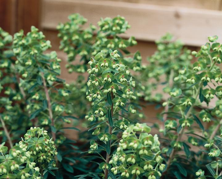 Euphorbia martinii (x)