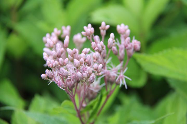 Eupatorium  'Mask'