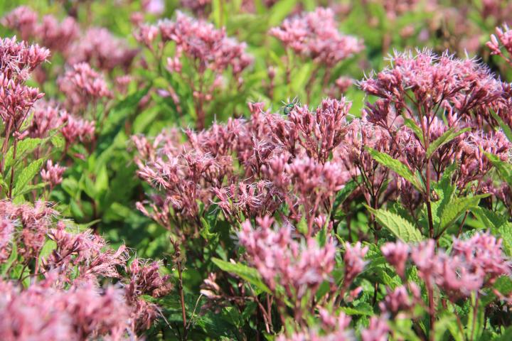 Eupatorium maculatum 'Purple Bush'