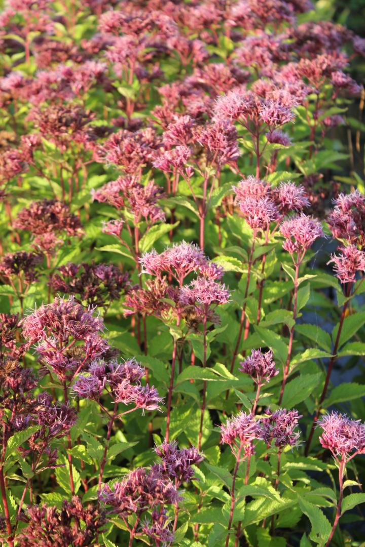 Eupatorium maculatum 'Phantom' ®