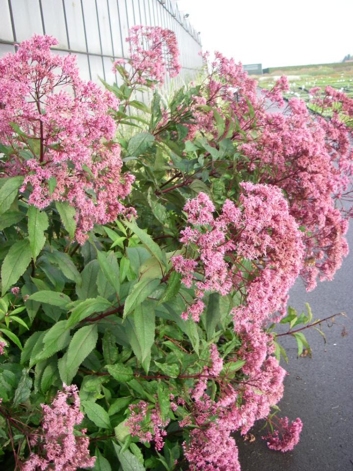Eupatorium maculatum 'Riesenschirm'