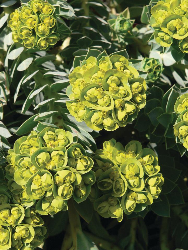 Euphorbia myrsinites