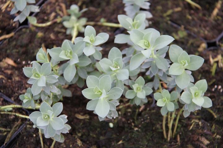 Euphorbia myrsinites