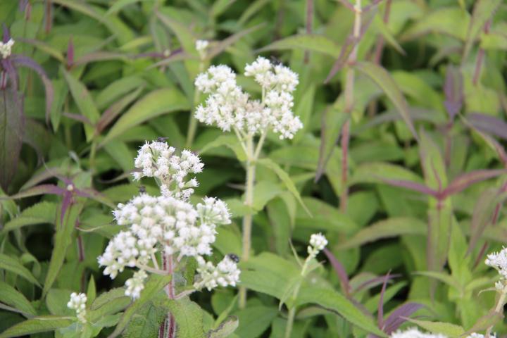 Eupatorium perfoliatum