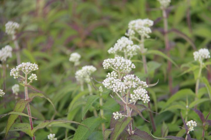 Eupatorium perfoliatum