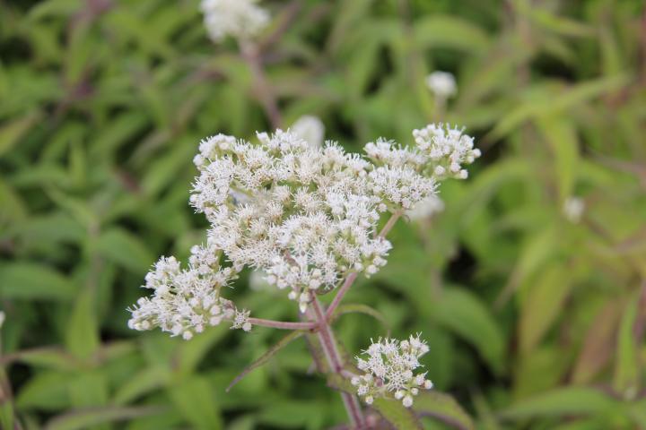 Eupatorium perfoliatum