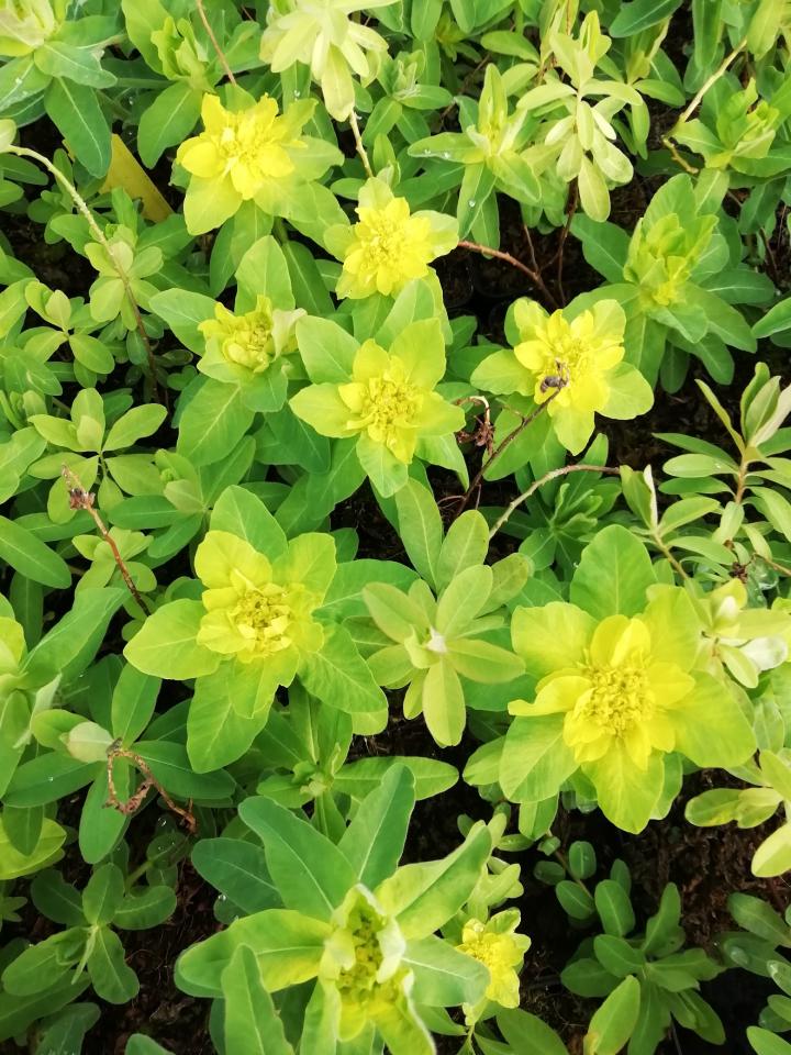 Euphorbia polychroma (epithymoides)
