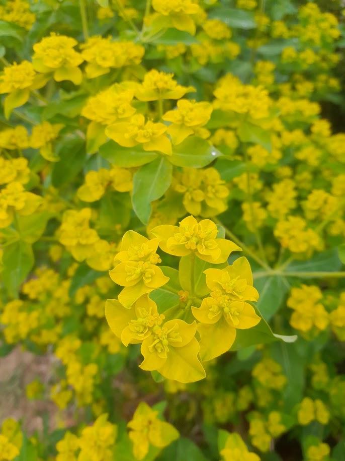 Euphorbia polychroma (epithymoides)