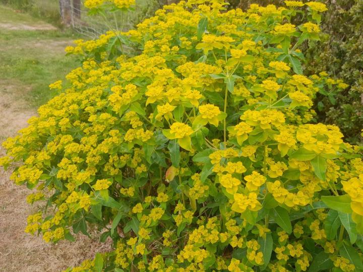 Euphorbia polychroma (epithymoides)
