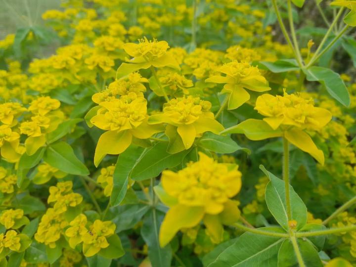 Euphorbia polychroma (epithymoides)