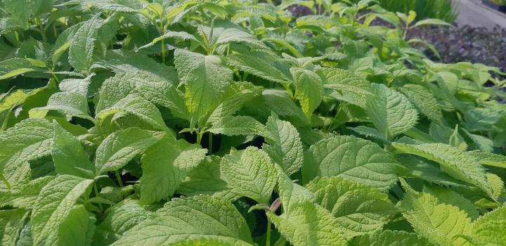 Eupatorium purpureum