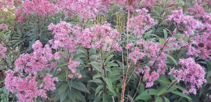 Eupatorium purpureum