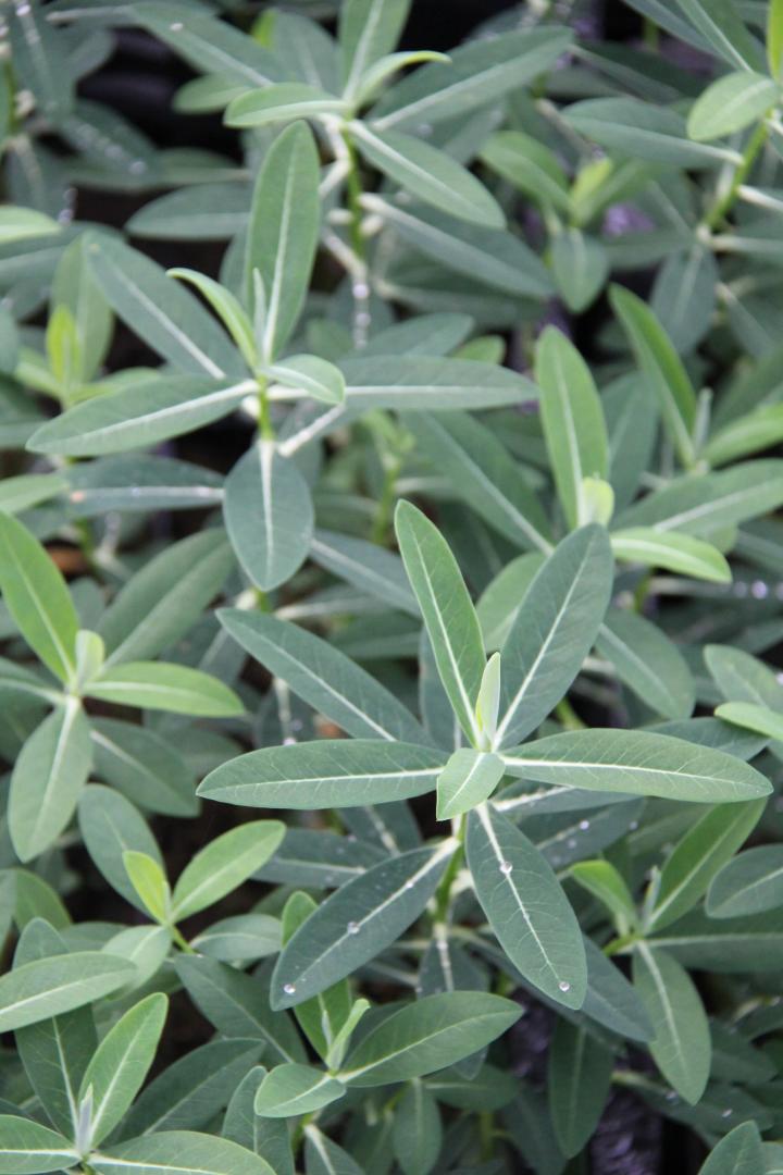 Euphorbia schillingii