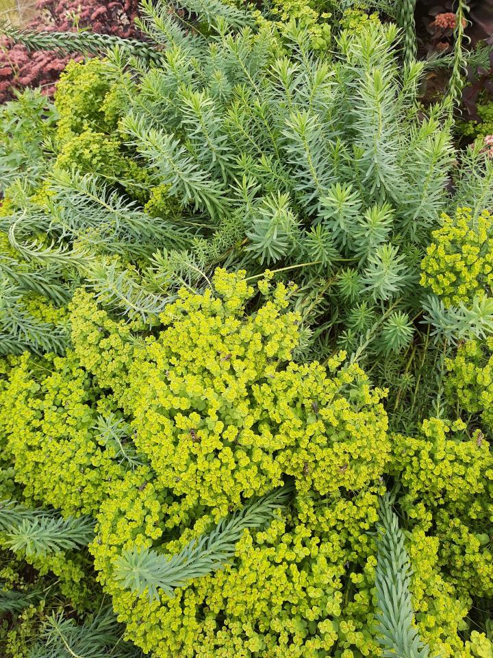 Euphorbia seguieriana ssp. niciciana