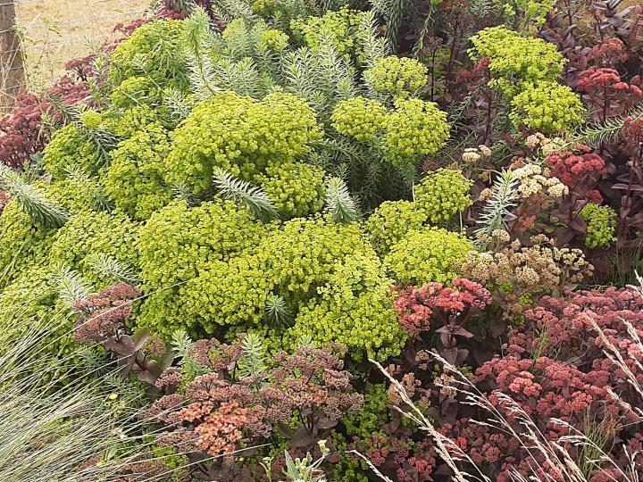 Euphorbia seguieriana ssp. niciciana