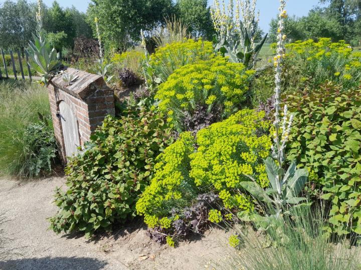 Euphorbia seguieriana ssp. niciciana