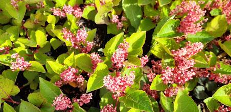 Fallopia japonica 'Rosea'