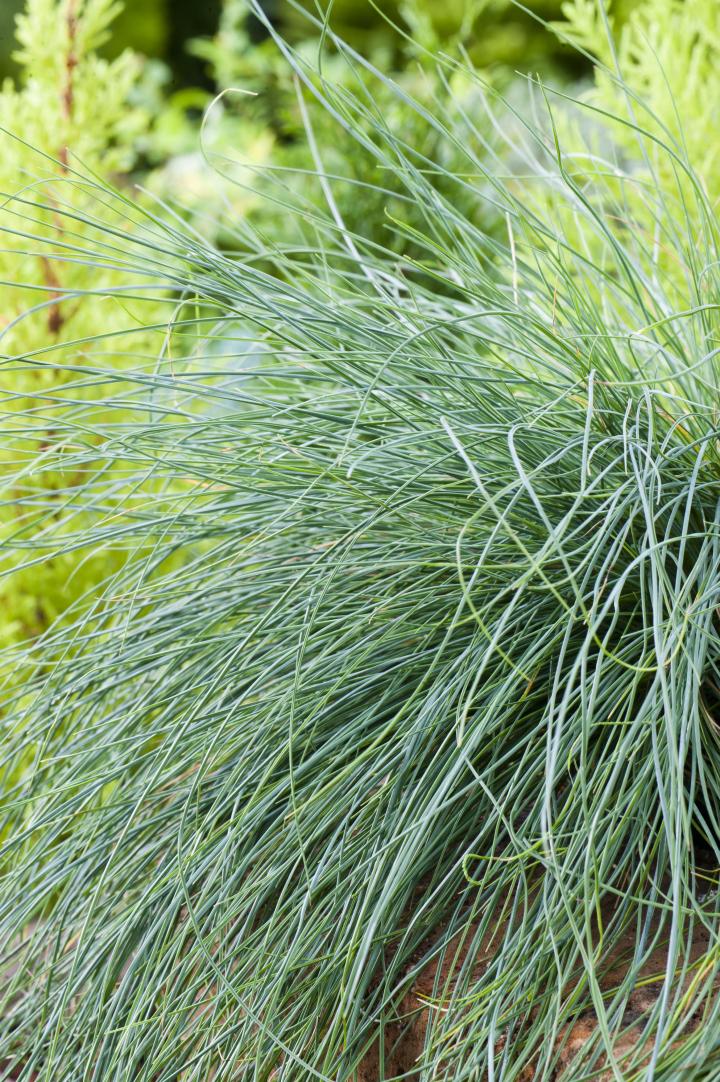 Festuca glauca