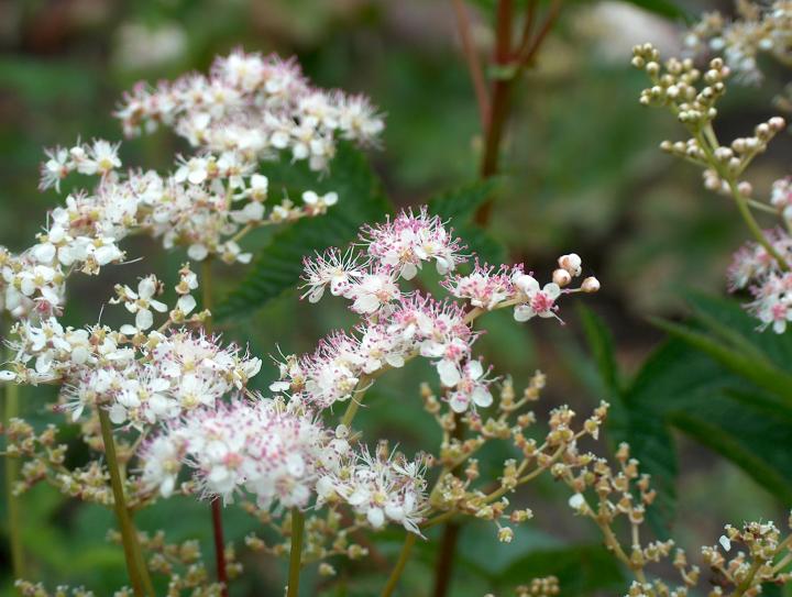 Filipendula purpurea 'Elegans'