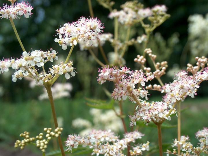 Filipendula palmata 'Nana'