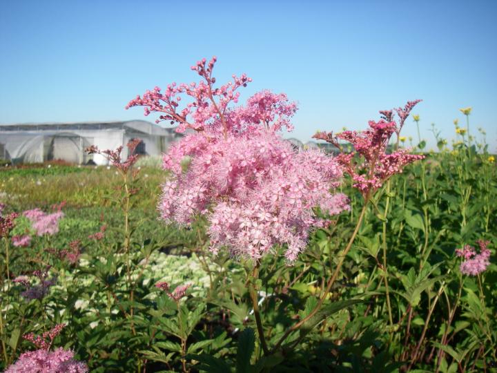 Filipendula rubra 'Venusta'