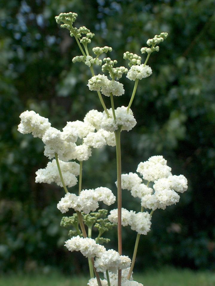 Filipendula ulmaria 'Plena'
