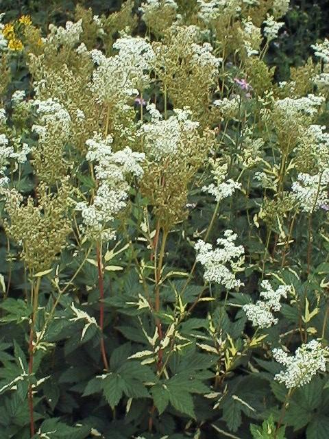 Filipendula ulmaria 'Variegata'