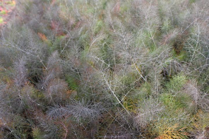Foeniculum vulgare 'Giant Bronze'