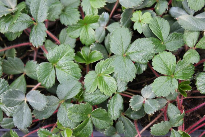 Fragaria chiloensis