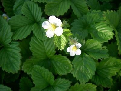 Fragaria vesca 'Alexandria'