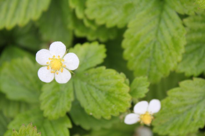 Fragaria vesca
