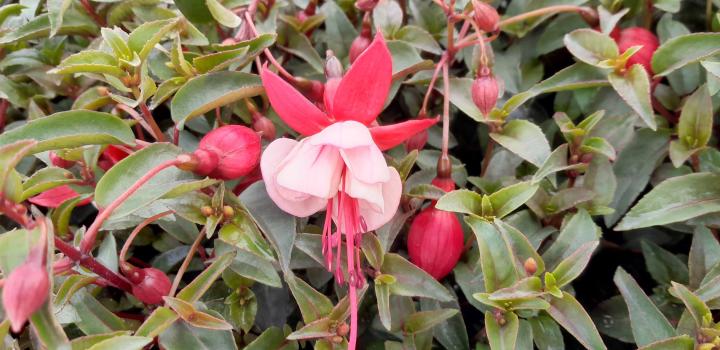 Fuchsia  'Lady Thumb'