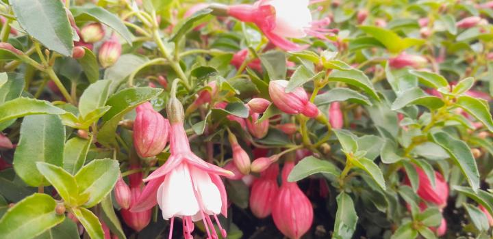 Fuchsia  'Lady Thumb'