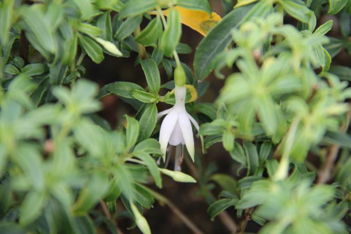 Fuchsia magellanica 'Alba' (var.molinae)