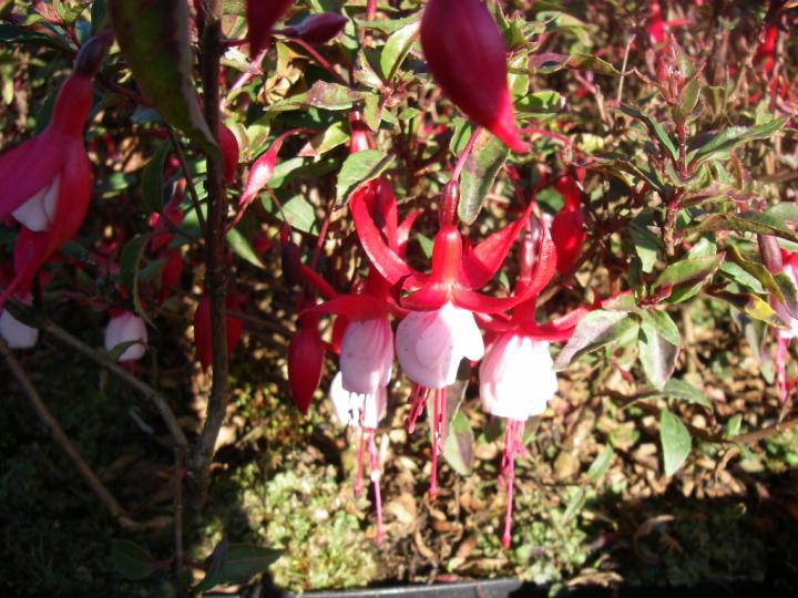 Fuchsia  'Madame Cornelissen'