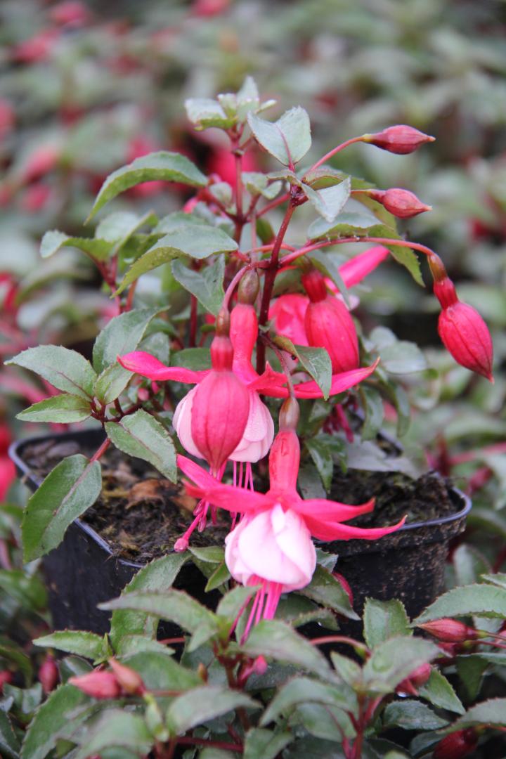 Fuchsia  'Madame Cornelissen'