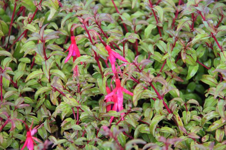 Fuchsia magellanica var.gracilis